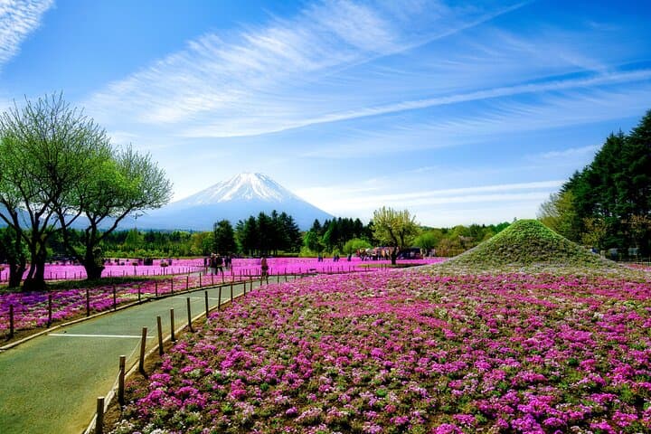 Mt. Fuji Photo Spots, Pink Moss & Cherry Blossom Tour from Tokyo — photo 4