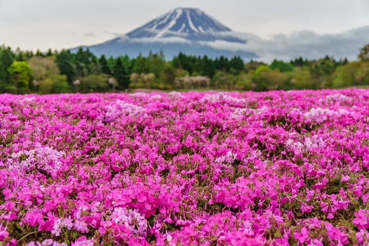 Mt. Fuji Photo Spots, Pink Moss & Cherry Blossom Tour from Tokyo — photo 12