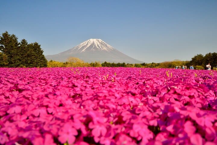 Mt. Fuji Photo Spots, Pink Moss & Cherry Blossom Tour from Tokyo — photo 7