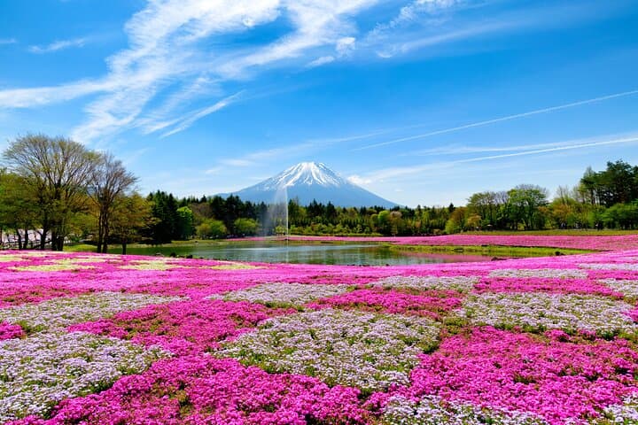 Mt. Fuji Photo Spots, Pink Moss & Cherry Blossom Tour from Tokyo — photo 10