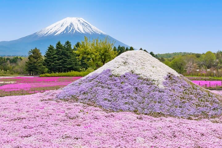 Mt. Fuji Photo Spots, Pink Moss & Cherry Blossom Tour from Tokyo — photo 6
