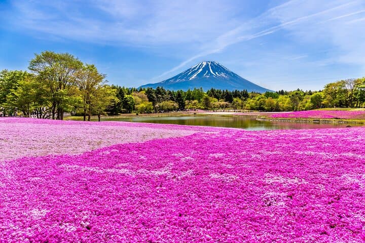 Mt. Fuji Photo Spots, Pink Moss & Cherry Blossom Tour from Tokyo — photo 1