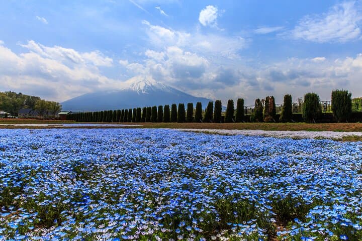 Mt. Fuji Photo Spots, Pink Moss & Cherry Blossom Tour from Tokyo — photo 3