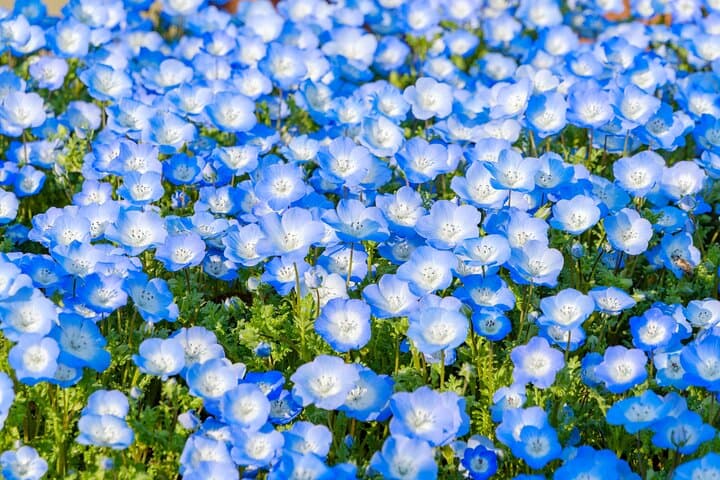 Mt. Fuji Photo Spots, Pink Moss & Cherry Blossom Tour from Tokyo — photo 14