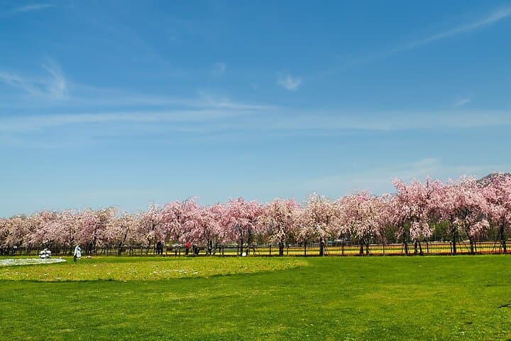 Mt. Fuji Photo Spots, Pink Moss & Cherry Blossom Tour from Tokyo — photo 13