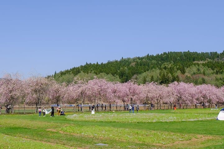 Mt. Fuji Photo Spots, Pink Moss & Cherry Blossom Tour from Tokyo — photo 16
