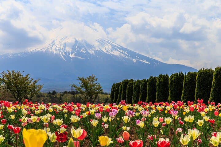 Mt. Fuji Photo Spots, Pink Moss & Cherry Blossom Tour from Tokyo — photo 8