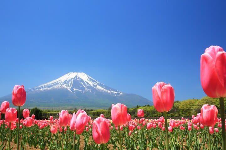 Mt. Fuji Photo Spots, Pink Moss & Cherry Blossom Tour from Tokyo — photo 2