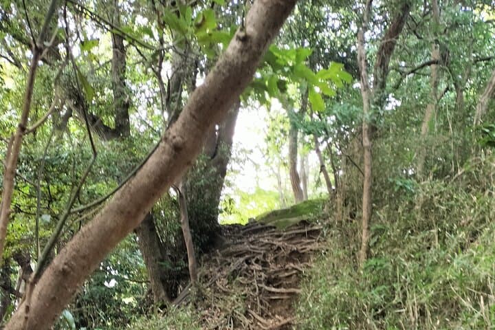 Japanese Sweets and Trekking Tour in Kamakura — photo 7