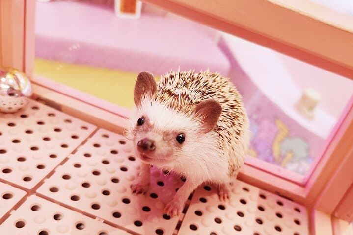 Harajuku Private Tour: Kawaii Fashion & Animal Cafe Included — photo 3