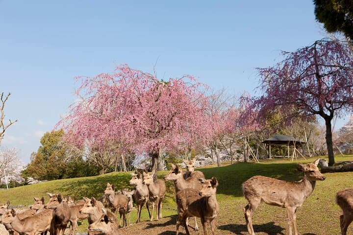 From Kyoto: Nara History Guided Half Day Bus Tour with lunch — photo 7