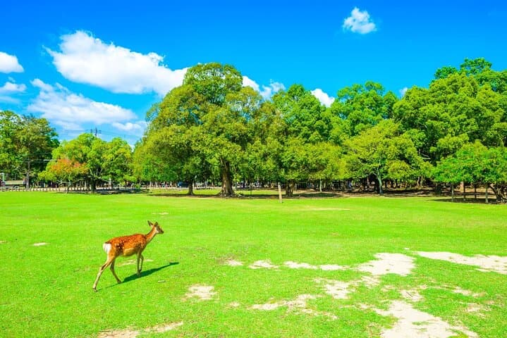 From Kyoto: Nara History Guided Half Day Bus Tour with lunch — photo 12