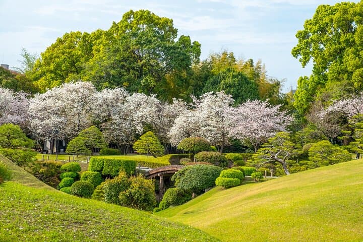 Kumamoto Cherry Blossom Spring Edition Day Tour from Fukuoka — photo 5