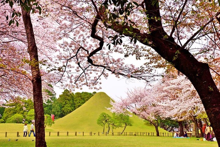 Kumamoto Cherry Blossom Spring Edition Day Tour from Fukuoka — photo 2