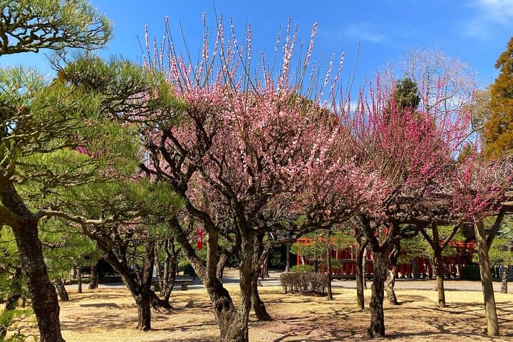 Kumamoto Cherry Blossom Spring Edition Day Tour from Fukuoka — photo 13