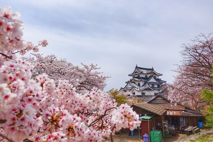 Kumamoto Cherry Blossom Spring Edition Day Tour from Fukuoka — photo 12