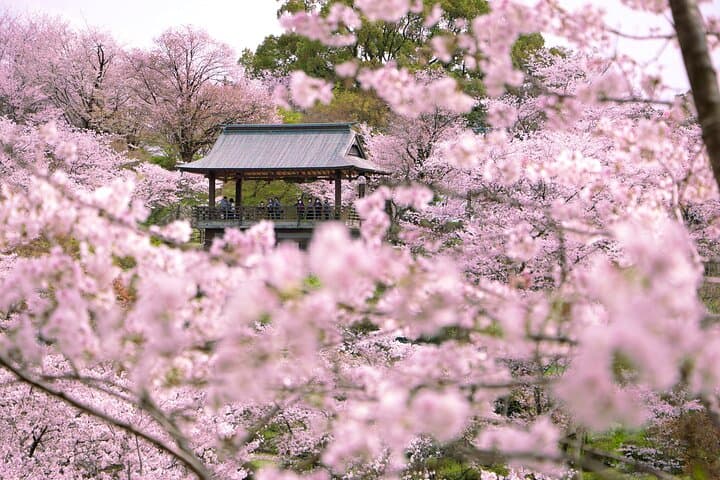 Kumamoto Cherry Blossom Spring Edition Day Tour from Fukuoka — photo 3