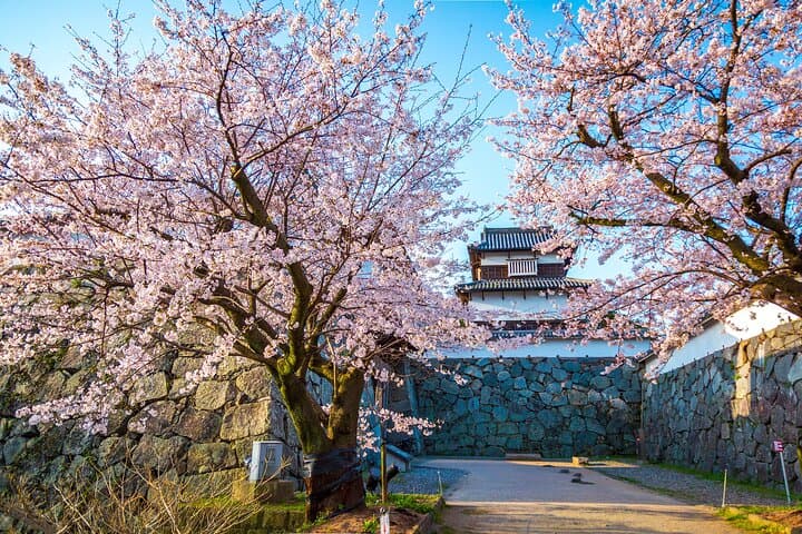 Kumamoto Cherry Blossom Spring Edition Day Tour from Fukuoka — photo 4