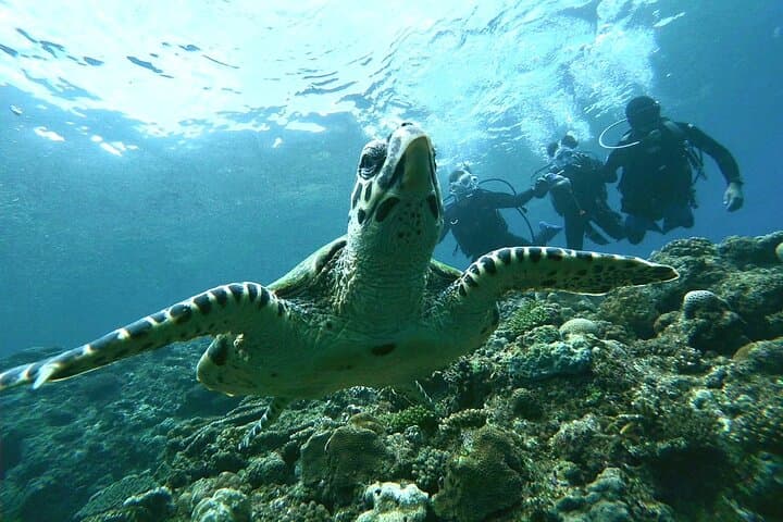【Okinawa】 Blue Cave Guided Dive No License Needed — photo 5