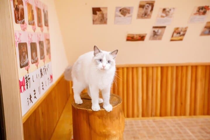 Osaka Animal Encounter Goat Walk at latest Ranches in Kansai — photo 14