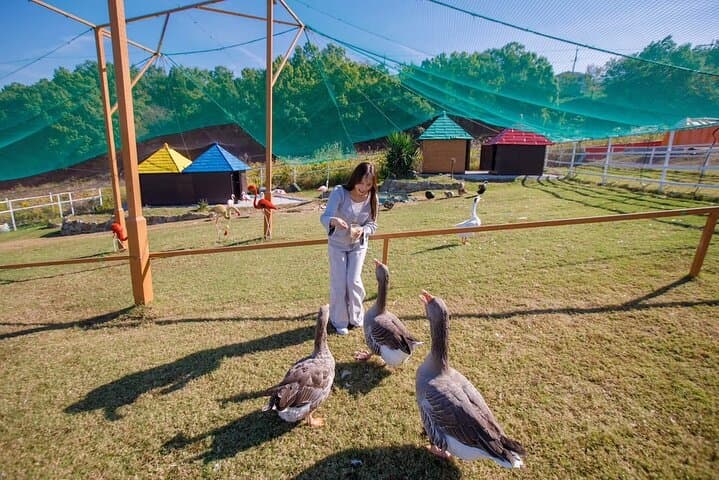 Osaka Animal Encounter Goat Walk at latest Ranches in Kansai — photo 5