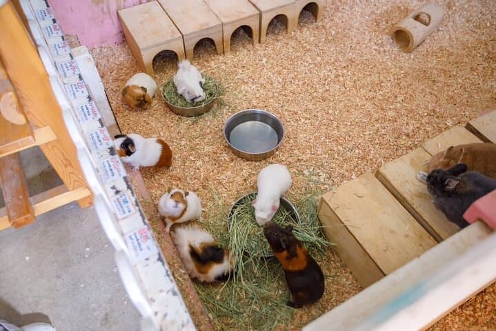 Osaka Animal Encounter Goat Walk at latest Ranches in Kansai — photo 20