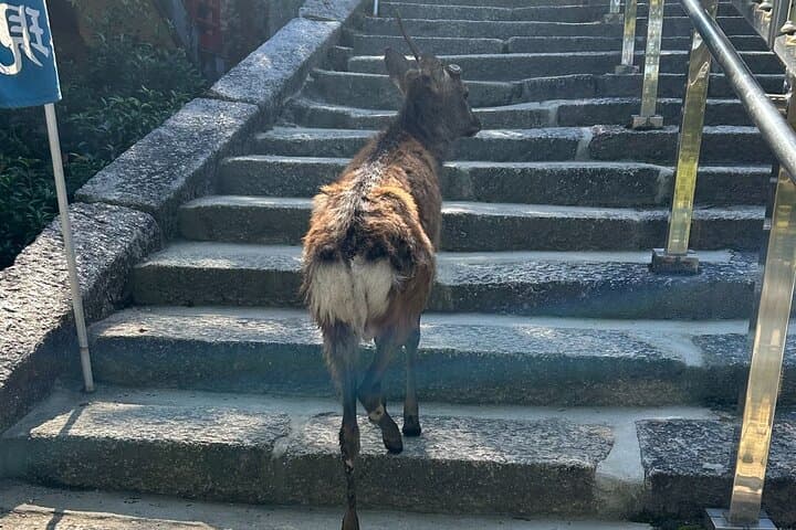 Hiroshima and Miyajima 6 Hour Private Tour with Spanish Guide — photo 3
