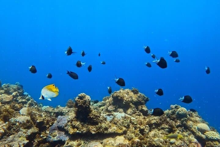 Private Snorkeling Tour in Okinawa — photo 5