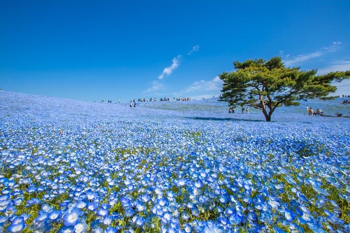 Spring Hitachi Seaside & Ashikaga Flower Park Tour from Tokyo — photo 2
