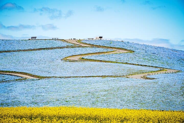 Spring Hitachi Seaside & Ashikaga Flower Park Tour from Tokyo — photo 4
