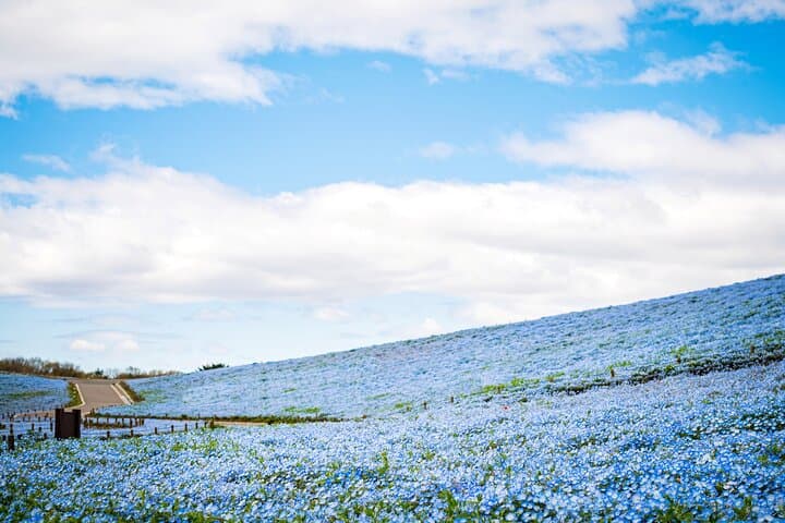 Spring Hitachi Seaside & Ashikaga Flower Park Tour from Tokyo — photo 13