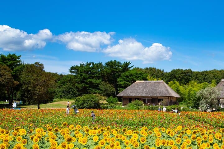 Spring Hitachi Seaside & Ashikaga Flower Park Tour from Tokyo — photo 6