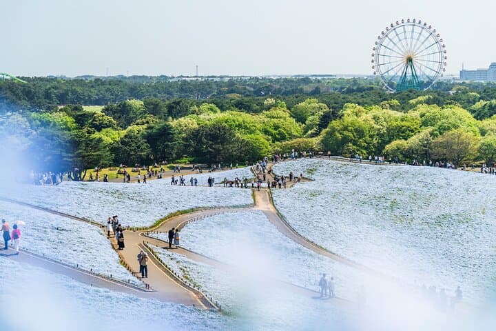 Spring Hitachi Seaside & Ashikaga Flower Park Tour from Tokyo — photo 9