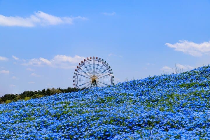 Spring Hitachi Seaside & Ashikaga Flower Park Tour from Tokyo — photo 11