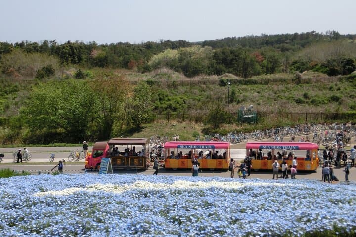 Spring Hitachi Seaside & Ashikaga Flower Park Tour from Tokyo — photo 17