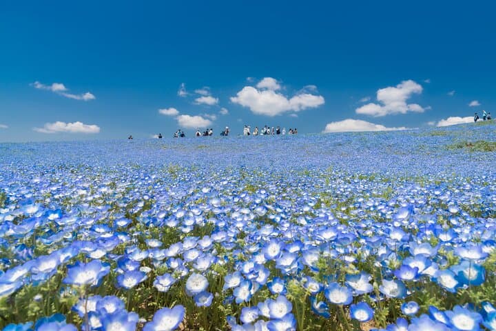 Spring Hitachi Seaside & Ashikaga Flower Park Tour from Tokyo — photo 18