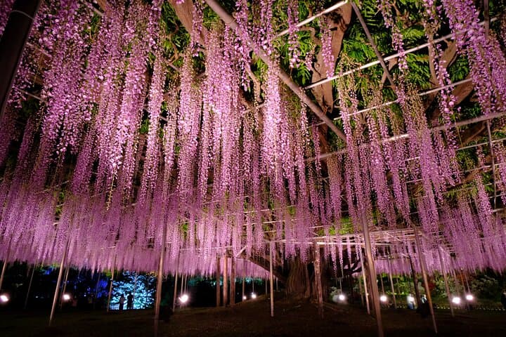 Spring Hitachi Seaside & Ashikaga Flower Park Tour from Tokyo — photo 16