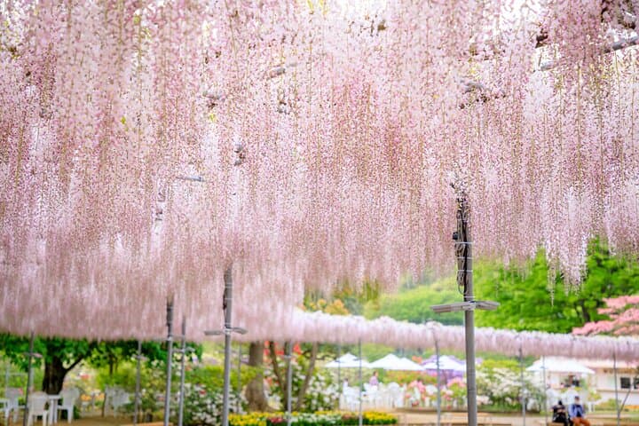 Spring Hitachi Seaside & Ashikaga Flower Park Tour from Tokyo — photo 14