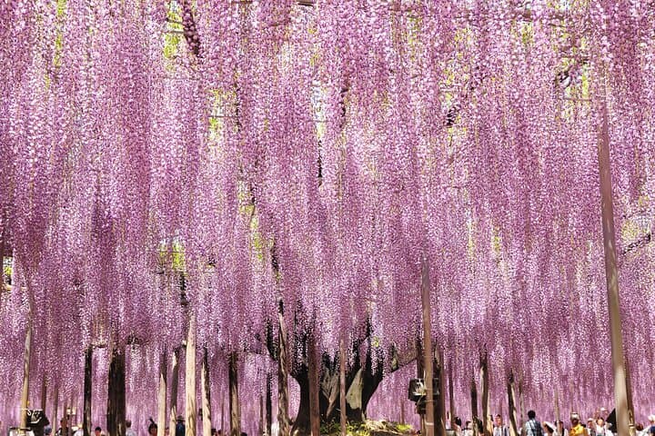 Spring Hitachi Seaside & Ashikaga Flower Park Tour from Tokyo — photo 12