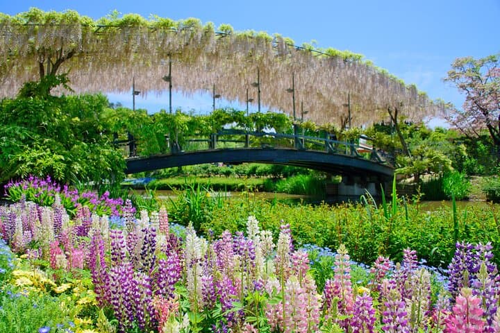 Spring Hitachi Seaside & Ashikaga Flower Park Tour from Tokyo — photo 3