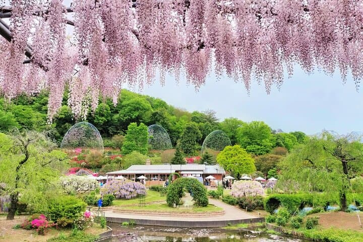Spring Hitachi Seaside & Ashikaga Flower Park Tour from Tokyo — photo 8