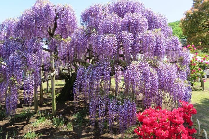 Spring Hitachi Seaside & Ashikaga Flower Park Tour from Tokyo — photo 5