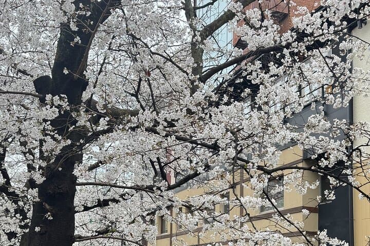 Uncover Kyoto's Hidden Treasures — photo 4