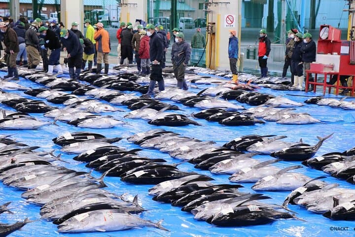 Tuna Auction Market Guided Private Tour in Nachi-Katsuura — photo 6
