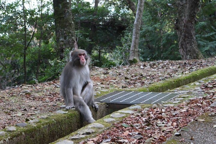 Kyoto Arashiyama Bamboo Forest Hiking Tour（Hidden Temples） — photo 4