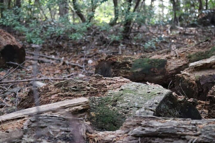 Kyoto Arashiyama Bamboo Forest Hiking Tour（Hidden Temples） — photo 6
