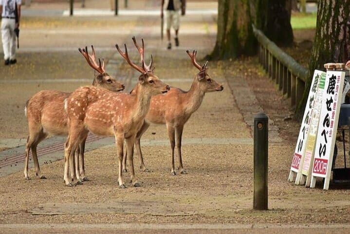 Exclusive Kyoto and Nara Customised Private Day Tour — photo 20