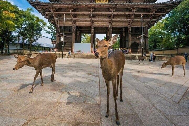 Exclusive Kyoto and Nara Customised Private Day Tour — photo 14