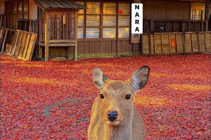 Exclusive Osaka and Nara Customised Private One Day Tour — photo 2
