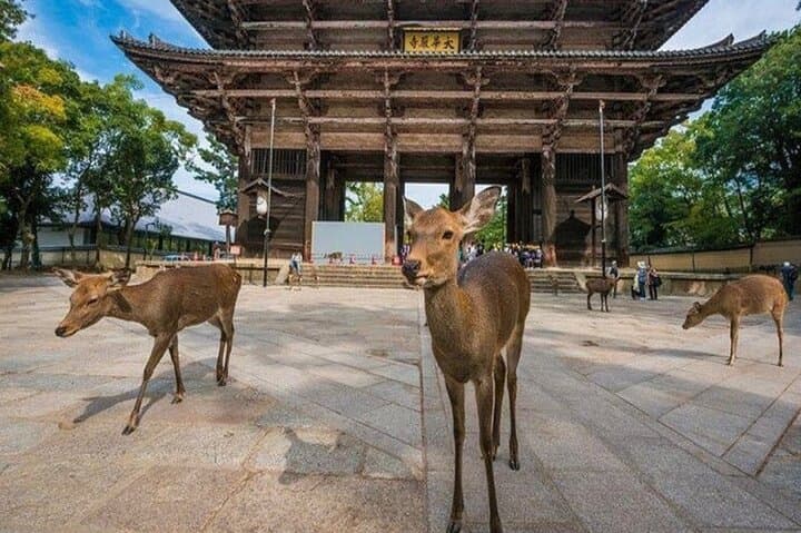 Exclusive Osaka and Nara Customised Private One Day Tour — photo 10